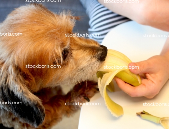 Brown dog eating a banana