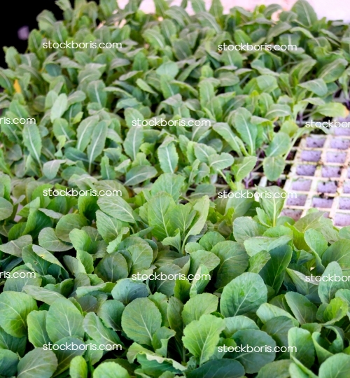 Cabbage seed planting.