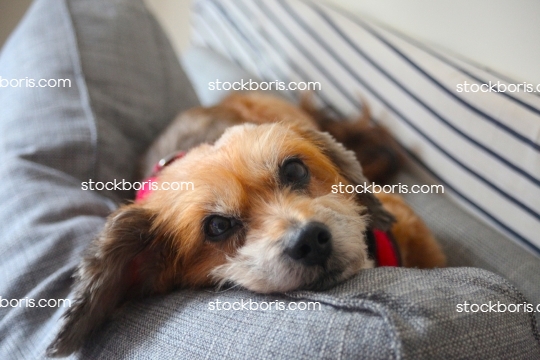 Cute brown dog laid on a pillow.