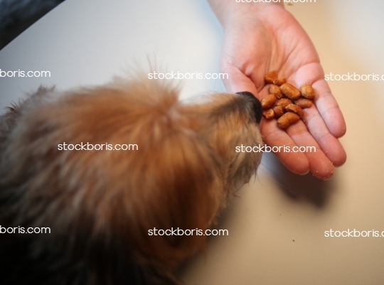 Dog eating peanuts from a hand