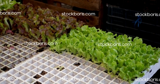 Lettuce seed planting.