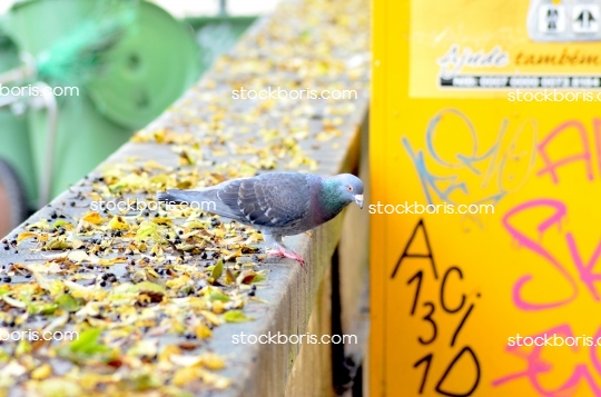 Pigeon on a wall, during the autumn, with yellow leaves.