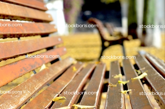 Wood bench at a park, with yellow leaves on the floor. Autumn.