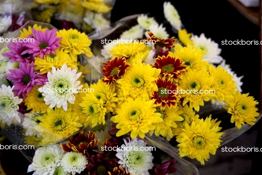 Yellow and white flowers.