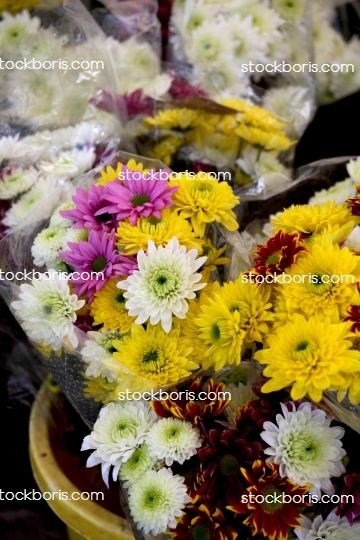 Yellow and white flowers in a pot.