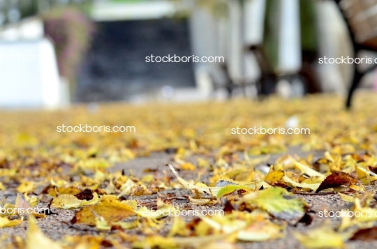 Yellow leaves over the floor at a park during the autumn.